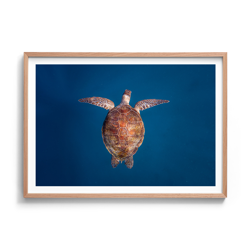 Green Sea Turtle: Emergence