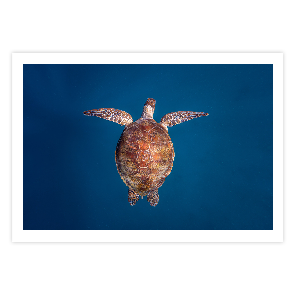 Green Sea Turtle: Emergence